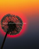 Анкета проститутки Зита - метро Тимирязевский, возраст - 34