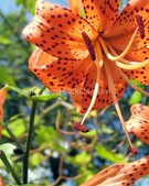 Анкета проститутки Зита - метро Тимирязевский, возраст - 34